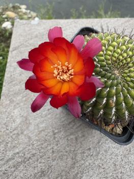 Sulcorebutia mariana